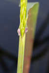 Annual wildrice <BR>Nakedstem dewflower <BR>Nakedstem dewflower <BR>Nakedstem dewflower <BR>Nakedstem dewflower